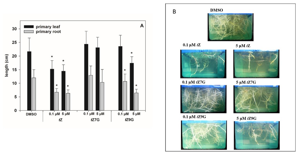 Another is based on root growth inhibition by CKs. Maize root growth was inhibited by N9G. Expression of several CK-related genes was checked in treated plants and N9G treated plants resembled those treated with the free base, while N7G showed only little effect.
