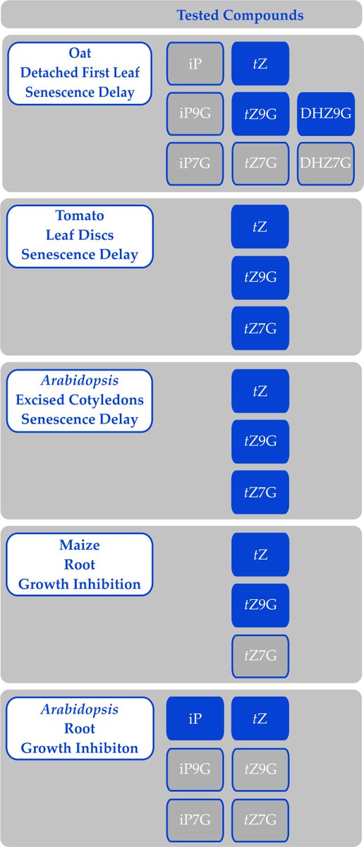 Here is a summary of CKNG's activities in various bioassays (in blue are active, in grey are not active). In fact, it was noted in the 1970s or so that processes regarding senescence delay are less strict about the compound structure.
