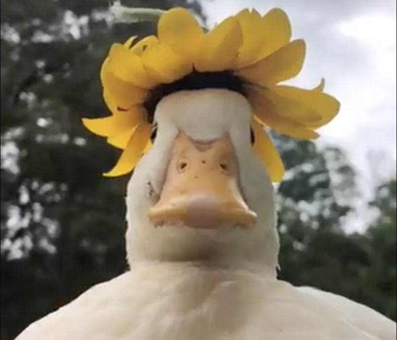 WholesomeMeme's tweet image. 