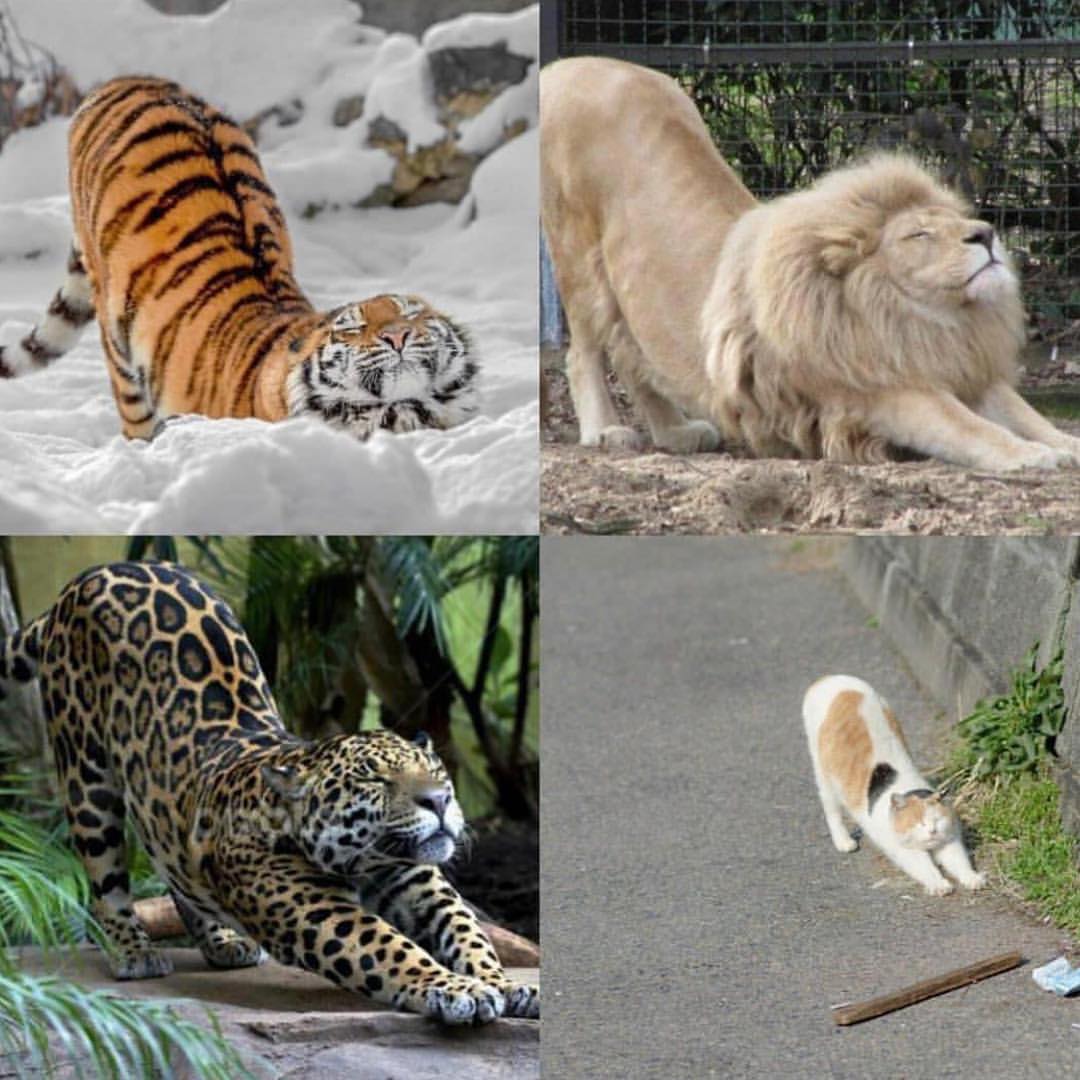 Why you should have a cat (@shouldhavecat) on Twitter photo 
