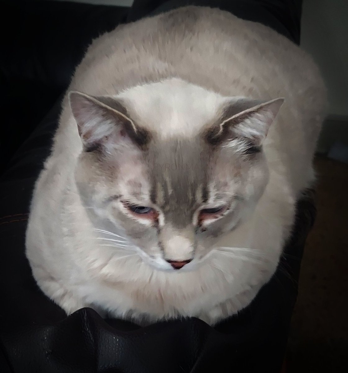 ByronMan7901's tweet photo. #kittyloafmonday
Buddy has baked himself up fresh for Monday!
#CatsOfTwitter #cats #FatLoaf https://t.co/X1haUTzQL2