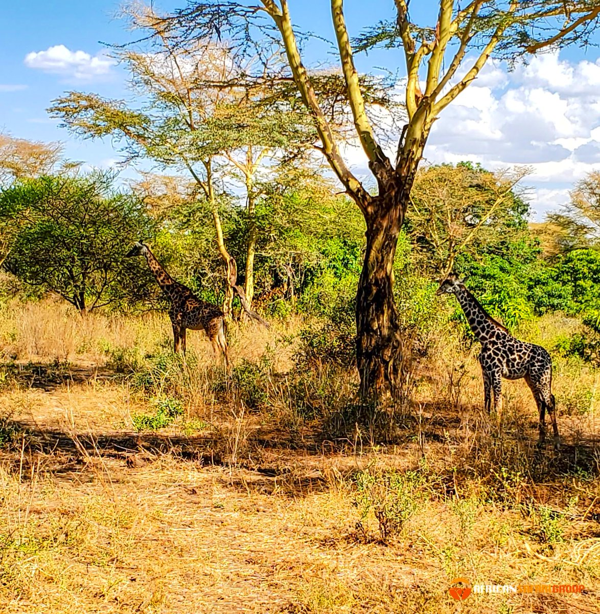 African Safari Group tweet media
