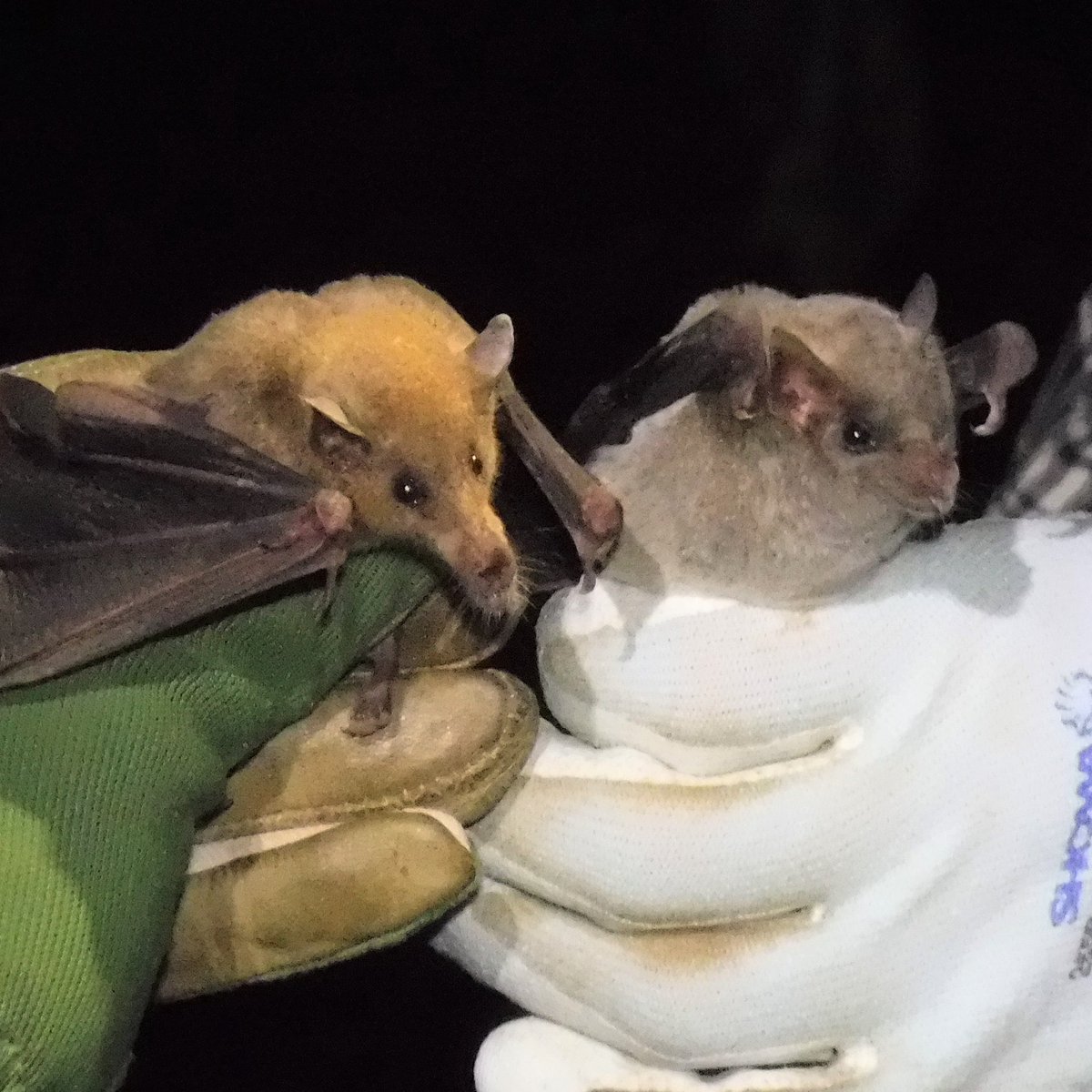 [Tweet by  @BatsForLife] In 2014, I started my  #PhD at the  @universityofga’s  @UGAICON program. I spent 6 years studying endangered pollinating bats in northeast Mexico that feed on agave nectar (which, by the way, we use to make  #TEQUILA!).