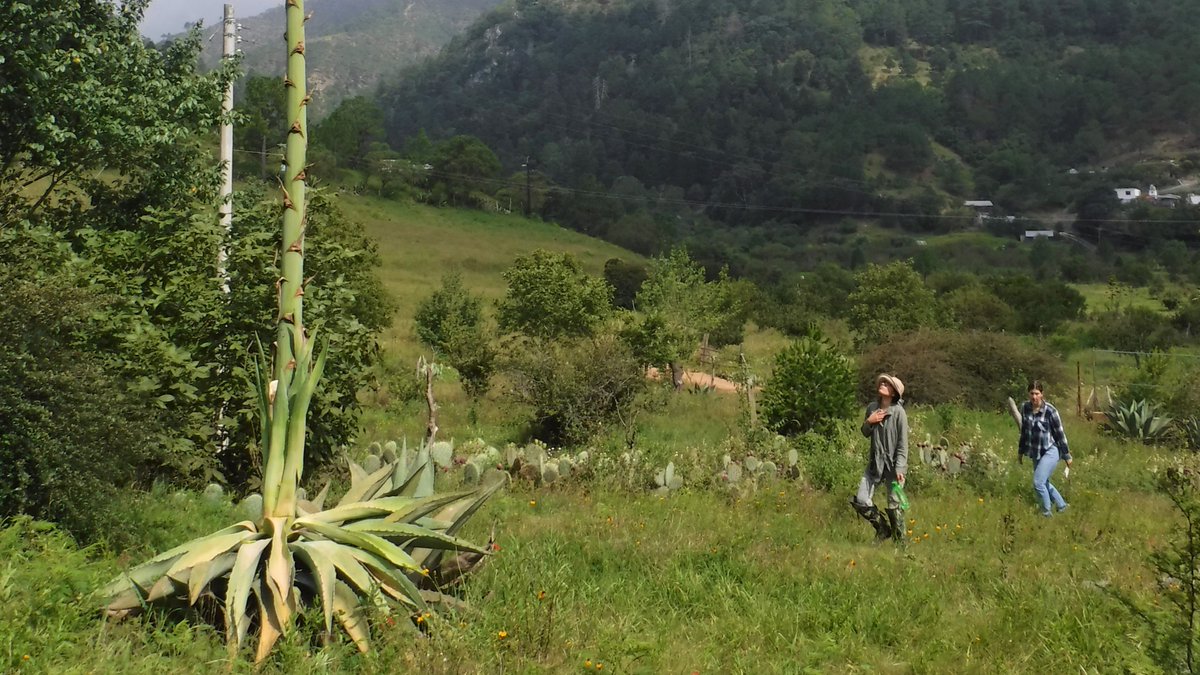 [Tweet by  @BatsForLife] Endangered Mexican long-nosed bats rely on the nectar of agave plants to fuel their 700+ mile annual migration. Agaves, in turn, rely on these bats for pollination. AND people throughout Mexico harvest agaves for many important cultural and economic uses.