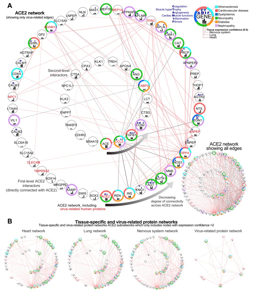 ICOMET_Team's tweet photo. Analysis of co-expression networks identified multiple hub
genes associated with CV risk factors in #COVID19. The most affected genes were EGFR, FN1, TP53, HSP90AA1, and APP, while the most affected interactions were associated with MAST2 and CALM1.
https://t.co/O7GKEZL1e9 https://t.co/KwMt087tyn