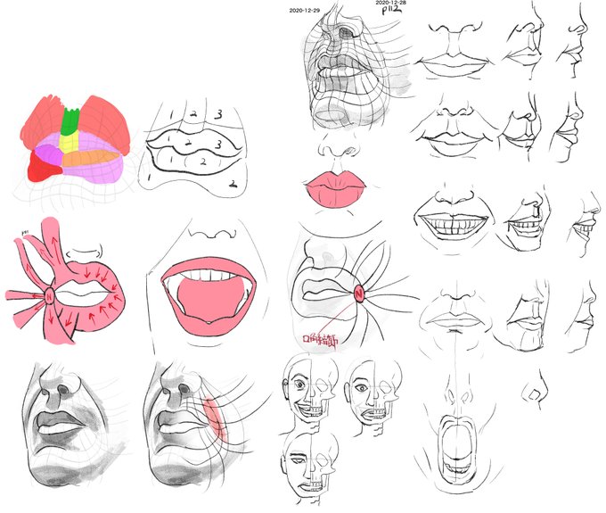 タイマー忘れとった…60m前後
表情は表情筋で作られ頭蓋骨は影響しないみたいな話
筋肉的には口角結節がポイントだな
#2020年12月31日 