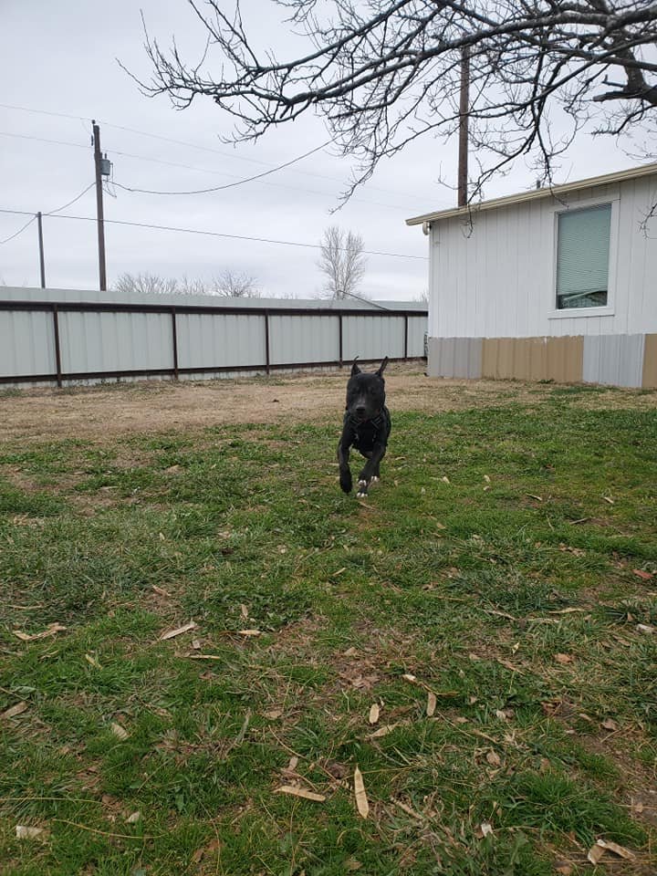 More pics :)  Living the life he always deserved to have.