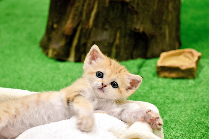 スナネコの赤ちゃんのtwitterイラスト検索結果