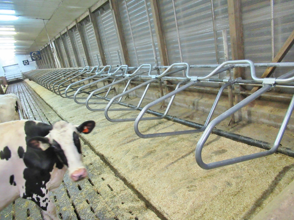 DairyFarmher's tweet image. 6 stalls done...82 more to go...
#WinterProject #DIY #KeepKidsBusy #FarmLife