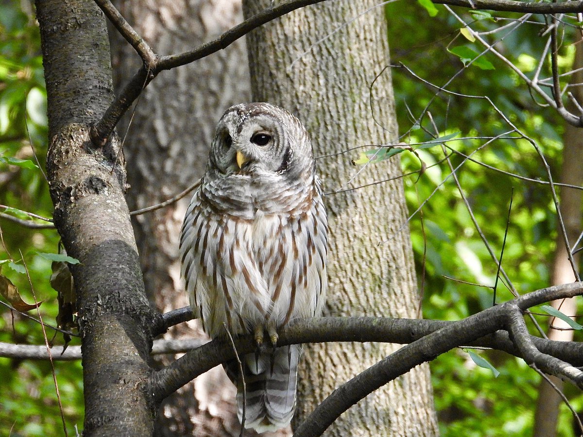 Siouxcq523's tweet photo. #birding 2020 #raptors #birdsoflongisland #birdsofqueens #birdsofcentralpark #birdsoftwitter #raptorsoftwitter #osprey #barredowl #baldeagle #snowyowl https://t.co/KeeRBzzPZv
