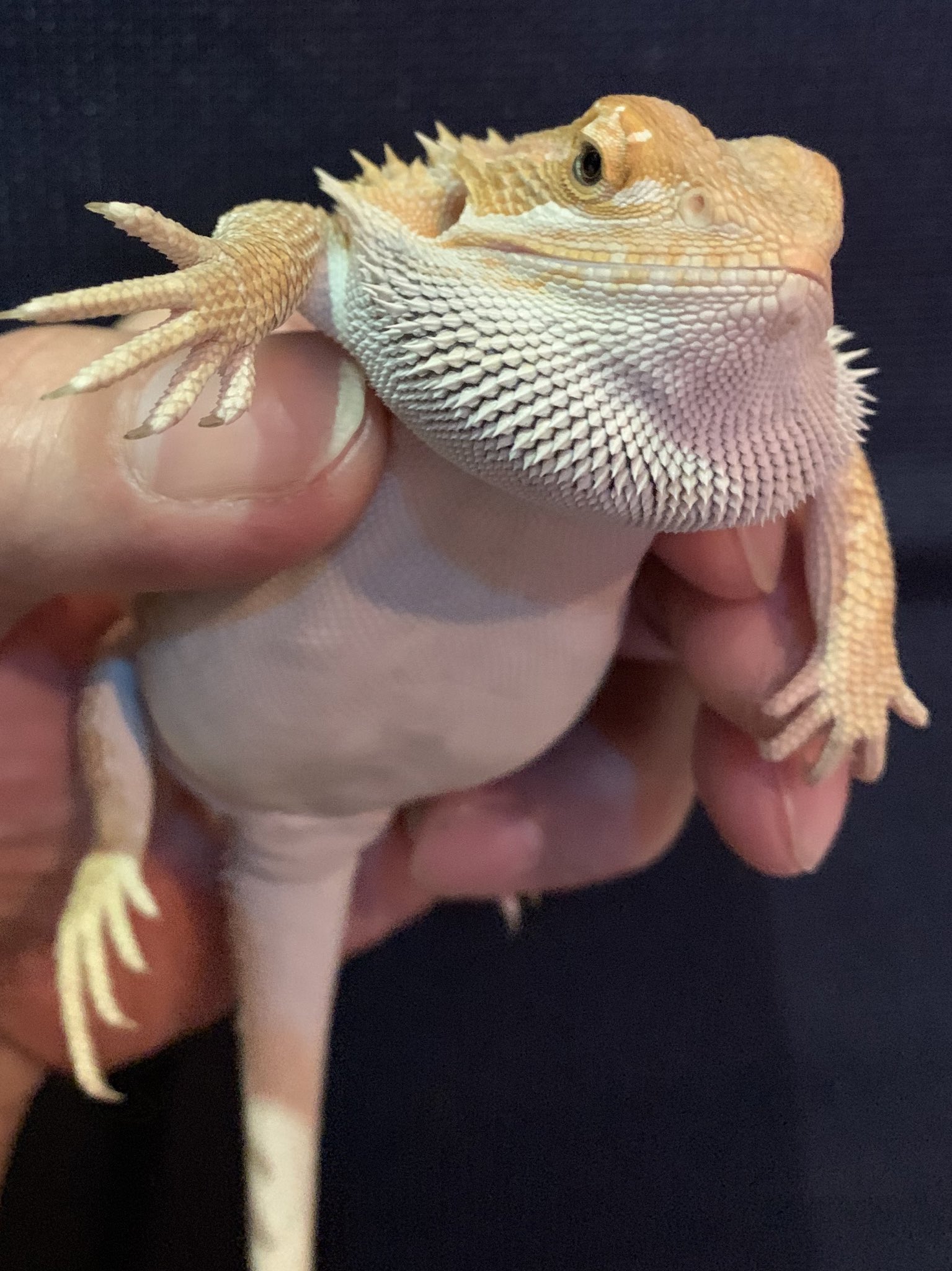 軍団r 今日もおデブちゃん フトアゴヒゲトカゲ おデブ かわいい 太りすぎ T Co Jdfe4hxqyd Twitter