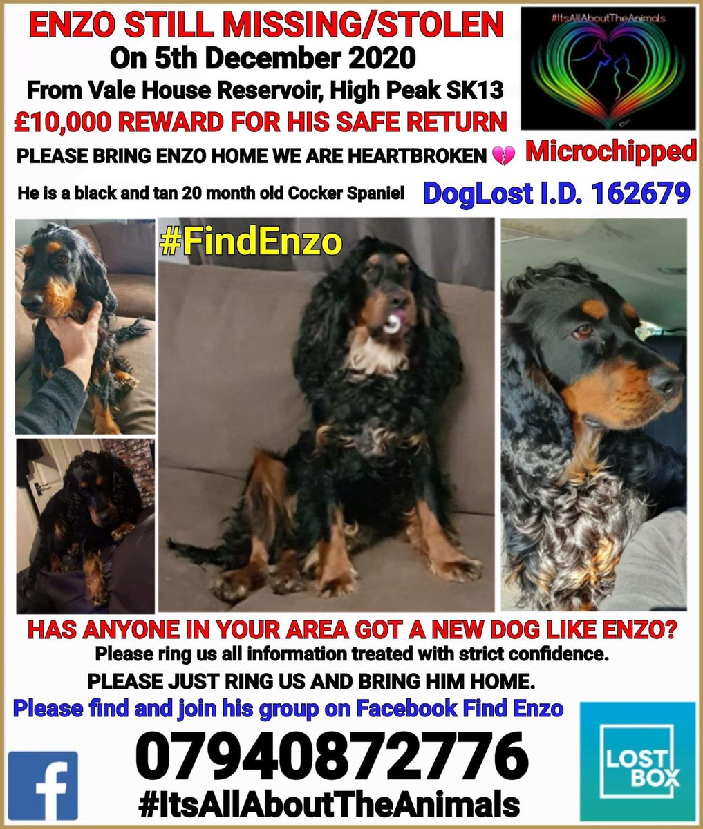 ** Please Please ** can everyone retweet and share . The owners are heartbroken . £10,000 reward. We need to make him too hot to handle #missingdog #stolendog #findenzo