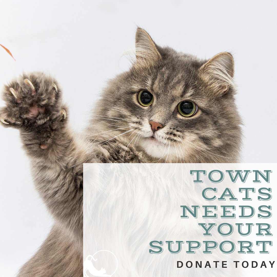 TownCats's tweet photo. During these trying times, we are grateful to have your support. It is because of our passionate, dedicated, and generous community, we are able to save more lives and can support cats when they need it most now and in the future. 

https://t.co/0B9puaVHjp https://t.co/TPI0w2xV1i