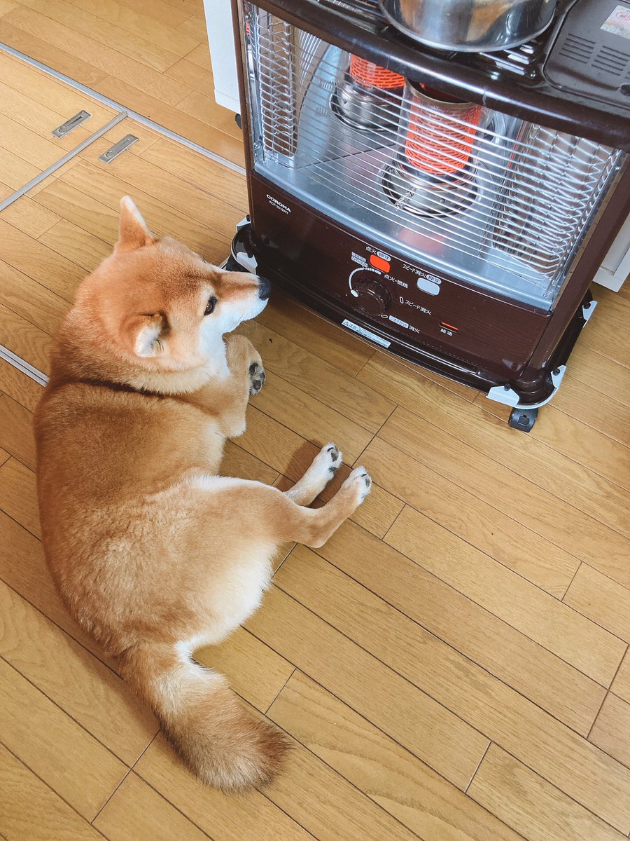 柴犬しゅん 別名 ストーブの番人 朝からいつもの感じで失礼します笑笑 柴犬 柴犬を崇めよ ストーブ 柴犬好きさんと繋がりたい Puppy Cute Sleep あさかつ 犬とのくらし 癒し ストーブ好き