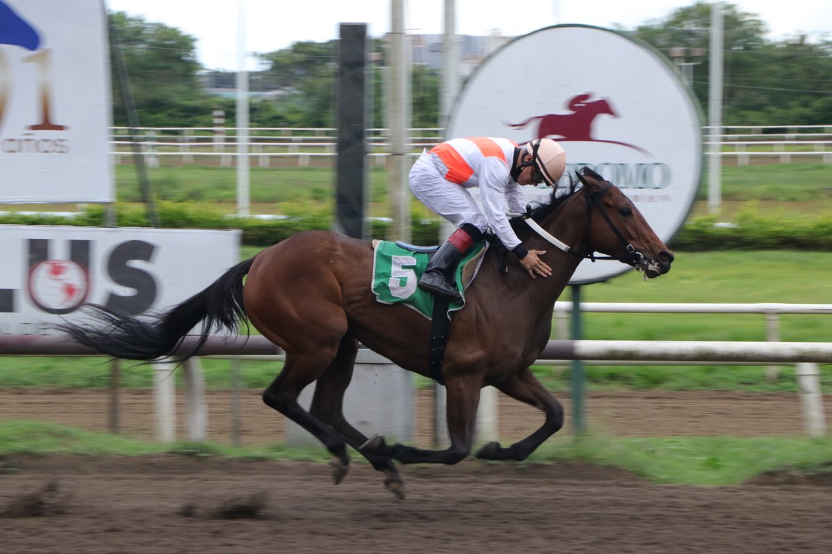 SMART QUEEN con Lorenzo Lezcano, se ganan llevan el Clásico SOCRICA 2020.  Foto: <a href="/monroevsky/">⍟ MONRAW ⍟</a> #Panamá #Hípica #LaRecta507 #HipódromoPresidenteRemón