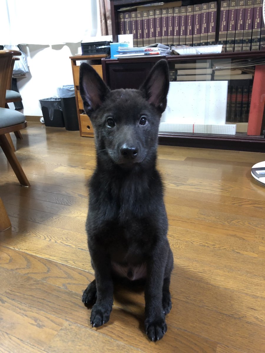 鈴木アヤカ Boothでグッズ販売中 Pa Twitter 今年撮った動物dpz 甲斐犬