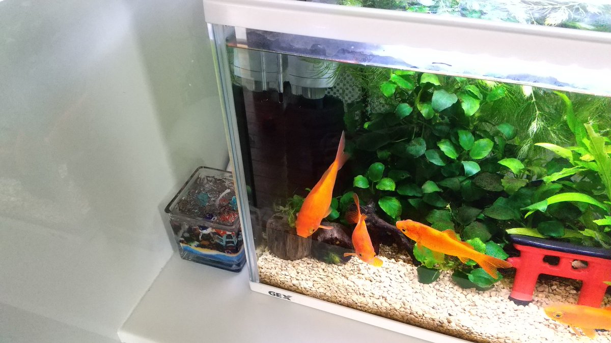 グラステリアフィット