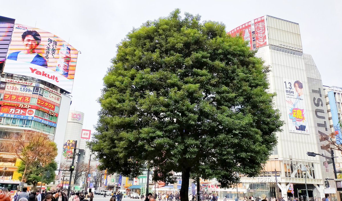 渋谷の一等地にダンボールツリーハウス建設のオッチャンが あと何時間住めるんだろうか 頑張って元旦もその家で迎えてください 12 29 神楽坂ねこの郵便局というなまえのお店 渋谷の一等地にダンボールツリーハウス建設のオッチャンが あと何時間住めるんだろうか 頑張って元旦もその家で迎えてください 12 29 神楽坂ねこの郵便局というなまえのお店