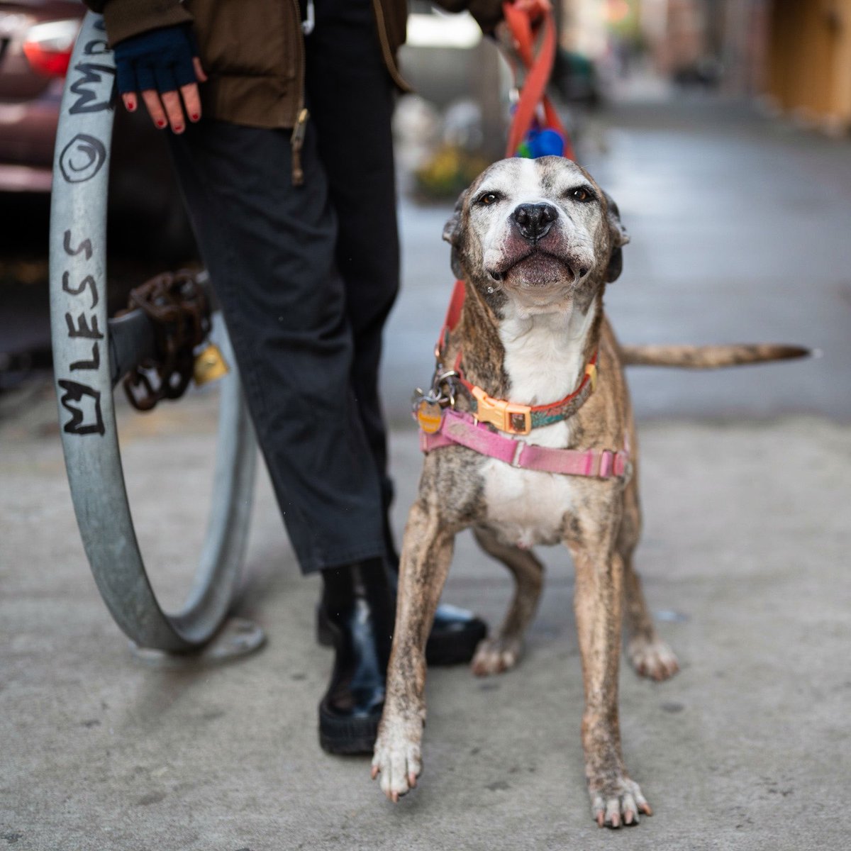 thedogist tweet picture