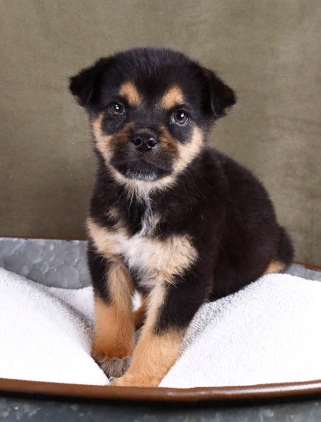 MAMCORescueDogs's tweet photo. #luisguzman we got a puppy in tonight at our rescue that looks exactly like you! #mamcorescue https://t.co/t0FAbQ7MN9