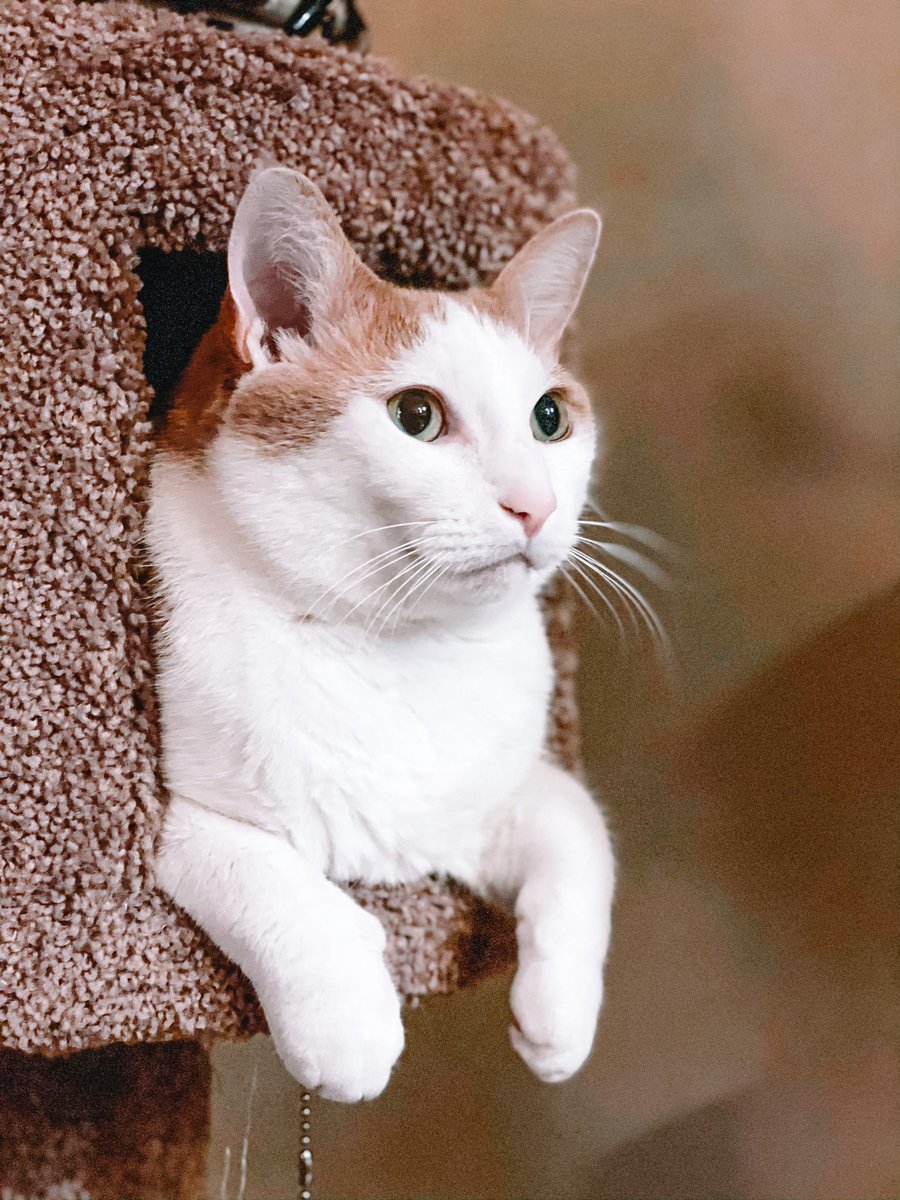 tickles_thecat's tweet photo. Hanging in my cat tree. Reflecting on 2020. ... 💭 Is it time for the 24 Hr. Rolex Race yet? I miss @DAYTONA.
🏁🏎
@imsa_racing @MeyerShankRac @Acura @Rolex24Hours @AJDinger
.
.
.
.
.
#travelingtickles #rolex24 #rolex24atdaytona #rolexracing #cat #cattreelife https://t.co/OhtfkmGrGb
