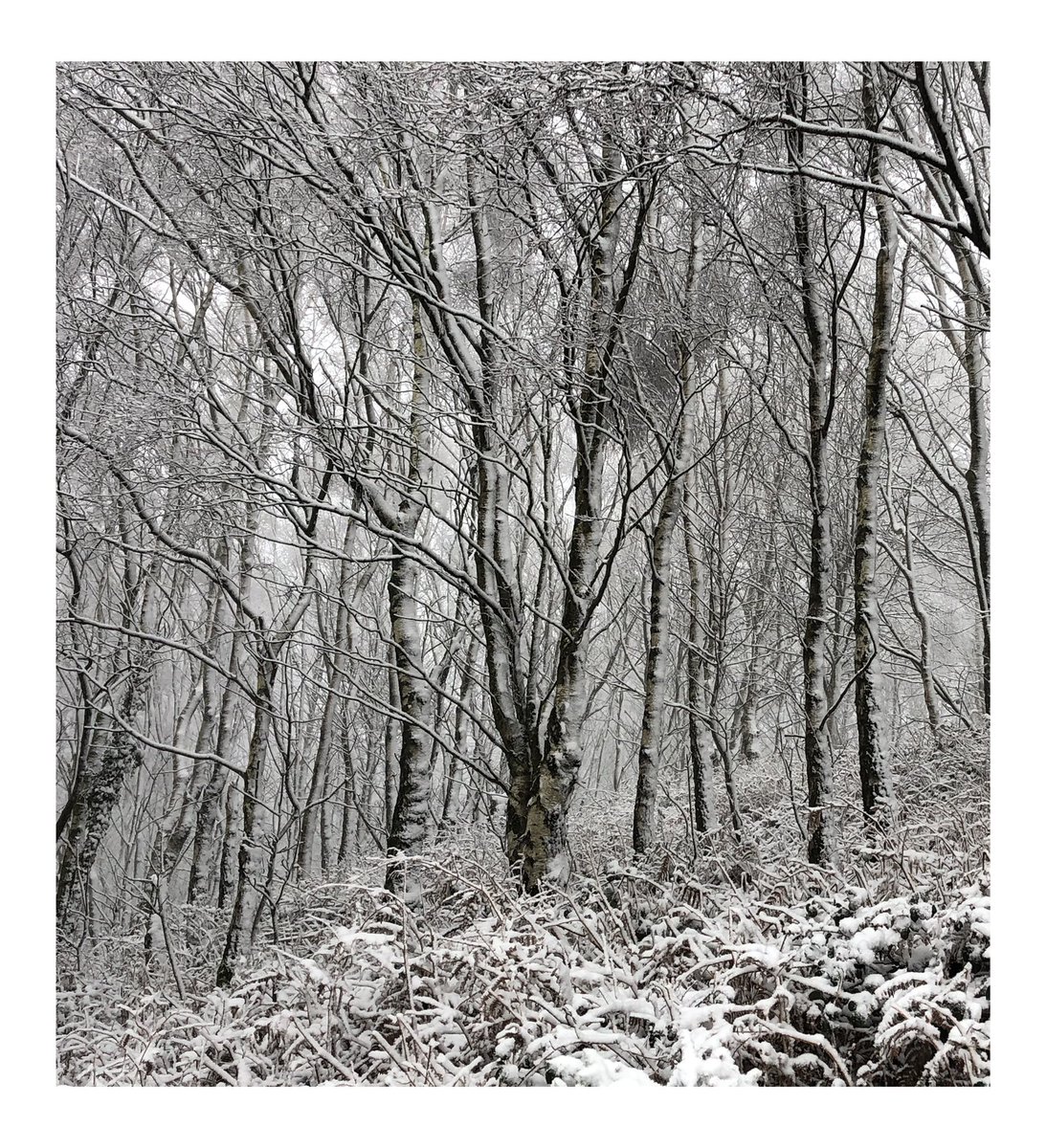 StumpStone's tweet image. Snowy wander #malvernhills #landscapephotography #nikon