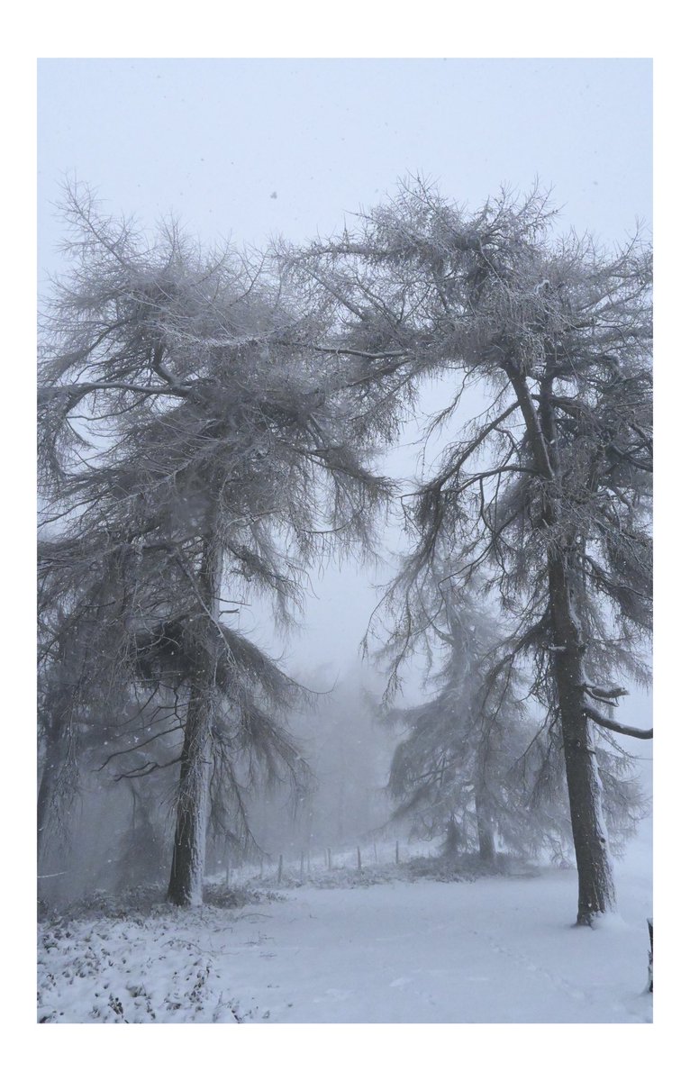 StumpStone's tweet image. Snowy wander #malvernhills #landscapephotography #nikon