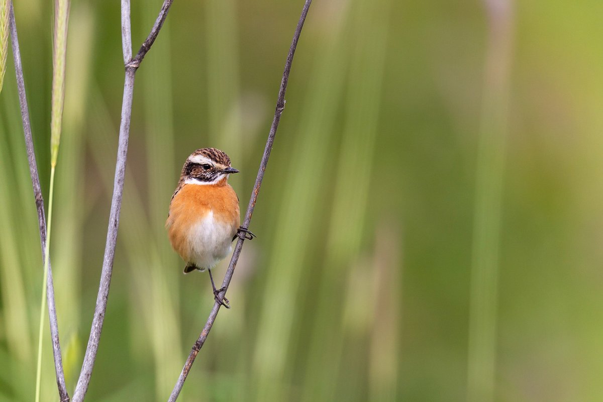 Nestankom ili poremećajem kvaliteta staništa Makiškog polja, sa njega će zauvek da odu mali gnjurac, cvrčić potočar i obična travarka, koji se ovde gnezde. Zapamtimo ih. Rado bih odgovarao na pitanja tipa: "Pa šta onda?" ako ih bude.