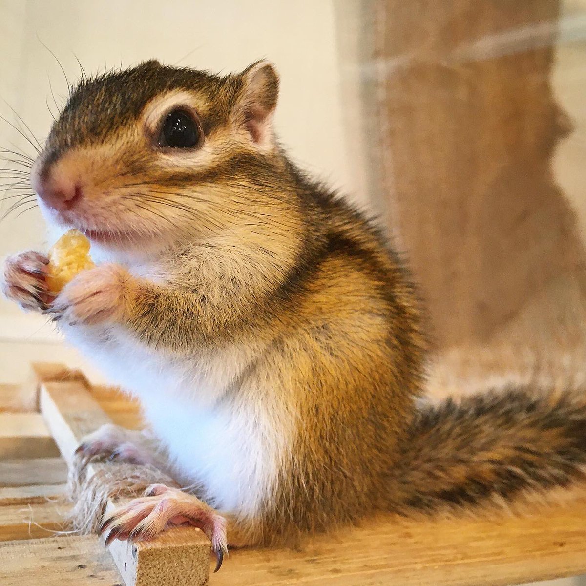 シマリスのvagガチャ 12月19日リリース Vagシリーズ25 Komugi The Chipmunk 2ページ目 Togetter シマリスのvagガチャ 12月19日リリース Vagシリーズ25 Komugi The Chipmunk 2ページ目 Togetter