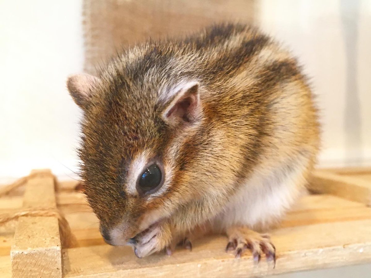 シマリスのvagガチャ 12月19日リリース Vagシリーズ25 Komugi The Chipmunk 2ページ目 Togetter シマリスのvagガチャ 12月19日リリース Vagシリーズ25 Komugi The Chipmunk 2ページ目 Togetter