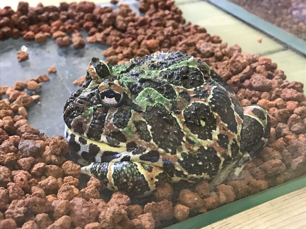かむろん 体感型カエル館 Kawazoo カエルの多様性と奥深さを感じる事のできる最高の施設だった ウシガエルの展示の前で他の人のリアクションを見るのも楽しい 放し飼いスペースというトリッキーな展示もあるので 冬眠してない時期にもう一回来たい