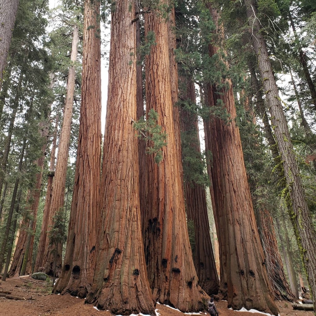 WanderingWon180's tweet photo. Walking among the giants. Incredible wonder in geologic time. #sequoianationalpark #sequoiatrees #sequoias #hikingtrails #giantsequoias🌲 #quietsolitude #freshair #hikingnationalparks #enjoynatureswonders https://t.co/wR7WHQDOIk https://t.co/tufXqUEXP7
