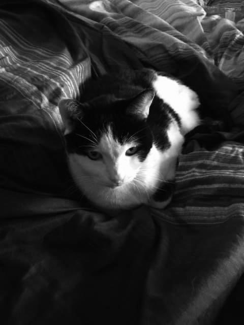 We sadly had to say goodbye to Oreo this past weekend. 

Oreo was able to live out his final days w/ his foster family who loved him to the moon&amp; back. If their love could have cured his cancer, it would have.

Run free at the bridge now. We all love you &amp; will miss you dearly♥️