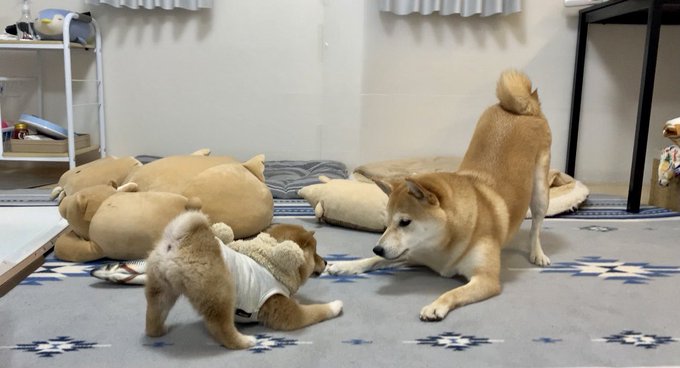 柴犬たちの わんこプロレス がかわいい 子犬のプリプリお尻とおねえちゃんわんこの優しさにほっこり ねとらぼ