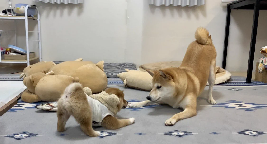 これは可愛いがとまらないｗｗ今にも飛びつきそうで飛びつかないワンちゃんたち！