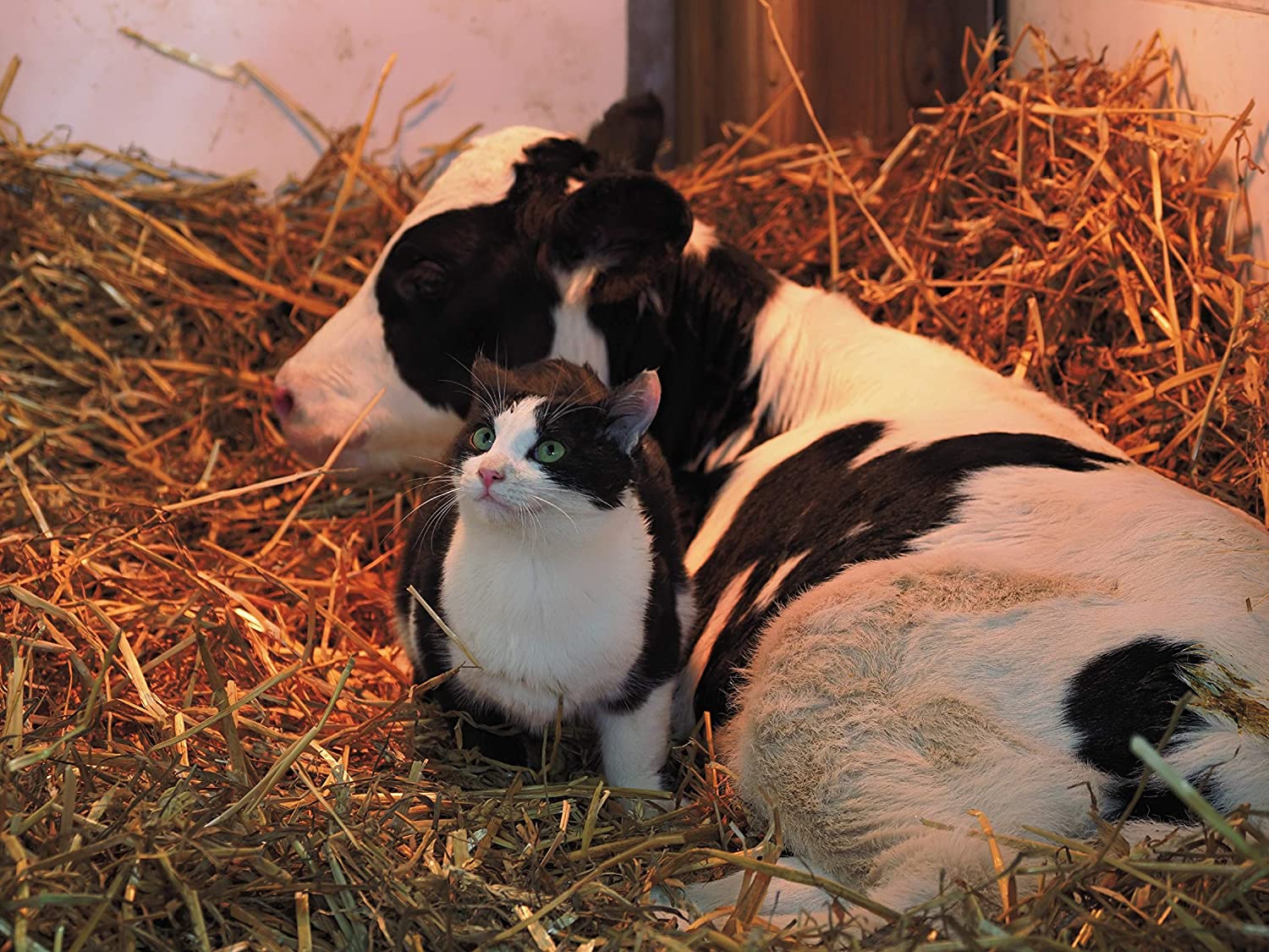 【動画】大きな牛と小さな猫！おそろいの白黒模様がとってもオシャレのサムネイル画像
