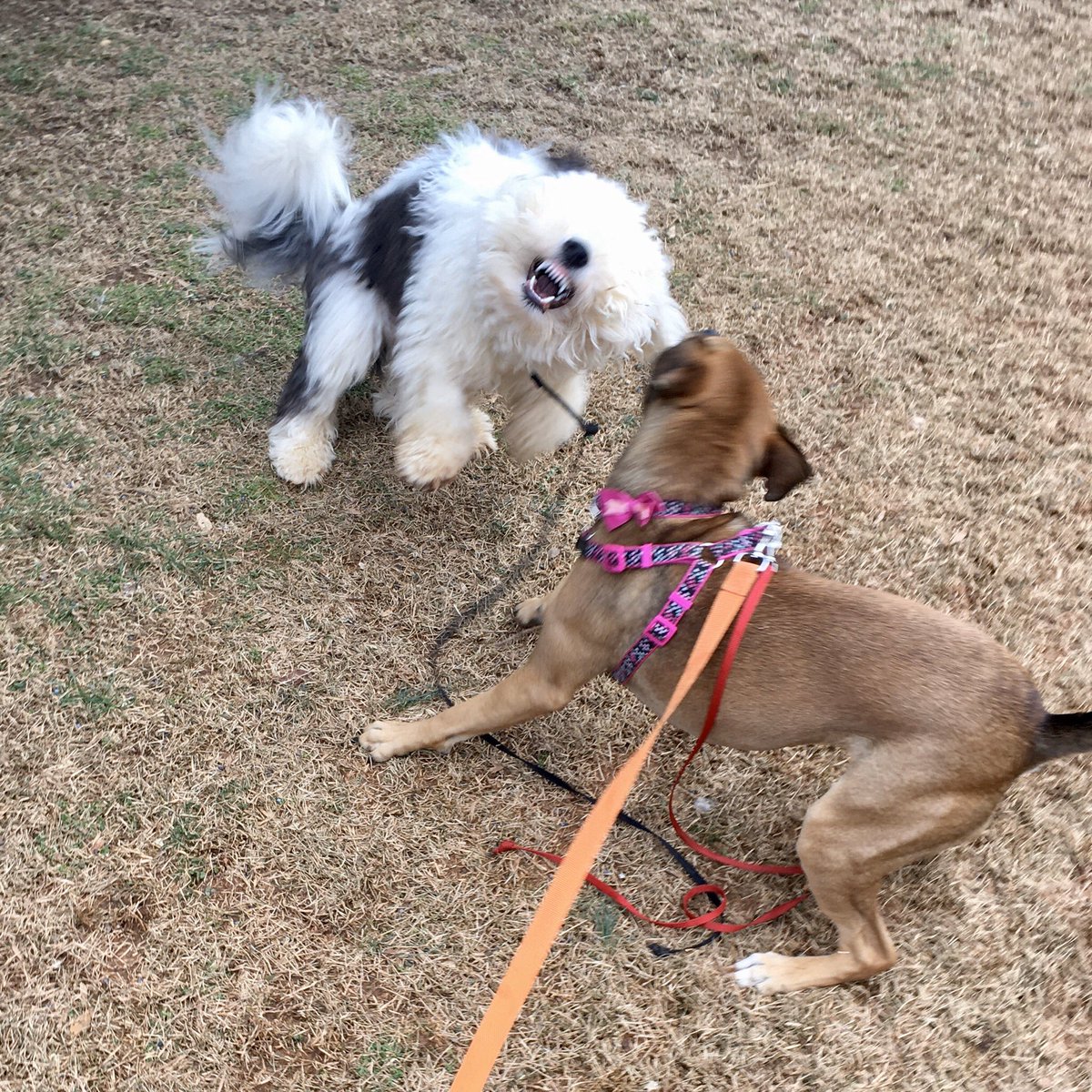 PoindexterPark's tweet photo. Is it just me, or does Ashton’s “play” face remind you of the xenomorph from the #Alien movies...??➡️😬
Where’s Ripley when you need her?!?🚀
#xenomorph #aliendog #sheepadoodle #minisheepadoodle #labpitmix #playtime #doggyplaydate #thoseteeth #spacedog #happydog #playingdogs https://t.co/6kK0pxUBrn