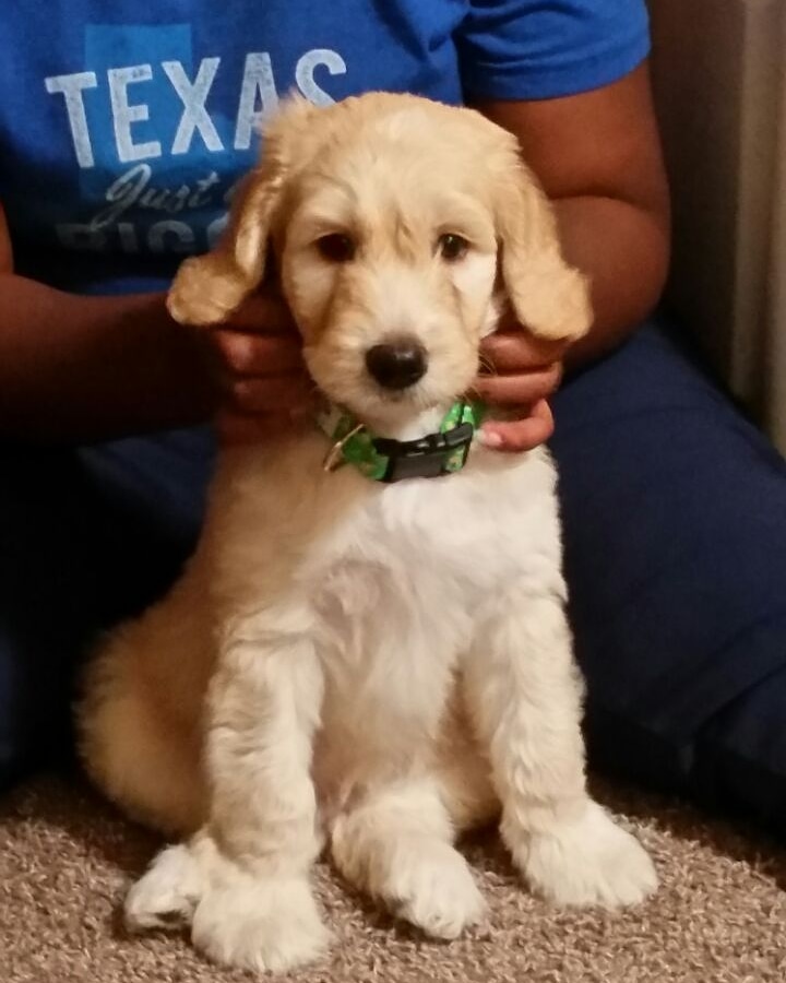 MobilityPoof's tweet photo. Welcome home my darling son! I've waited so long for the right one and he popped outta thin air.

He is my Service Dog Prospect, Wysp! He gets to train like his big brother before him. Let's get this journey started my little leading fireball ❤

#servicedogprospect #goldendoodle https://t.co/rHRX4N7y01