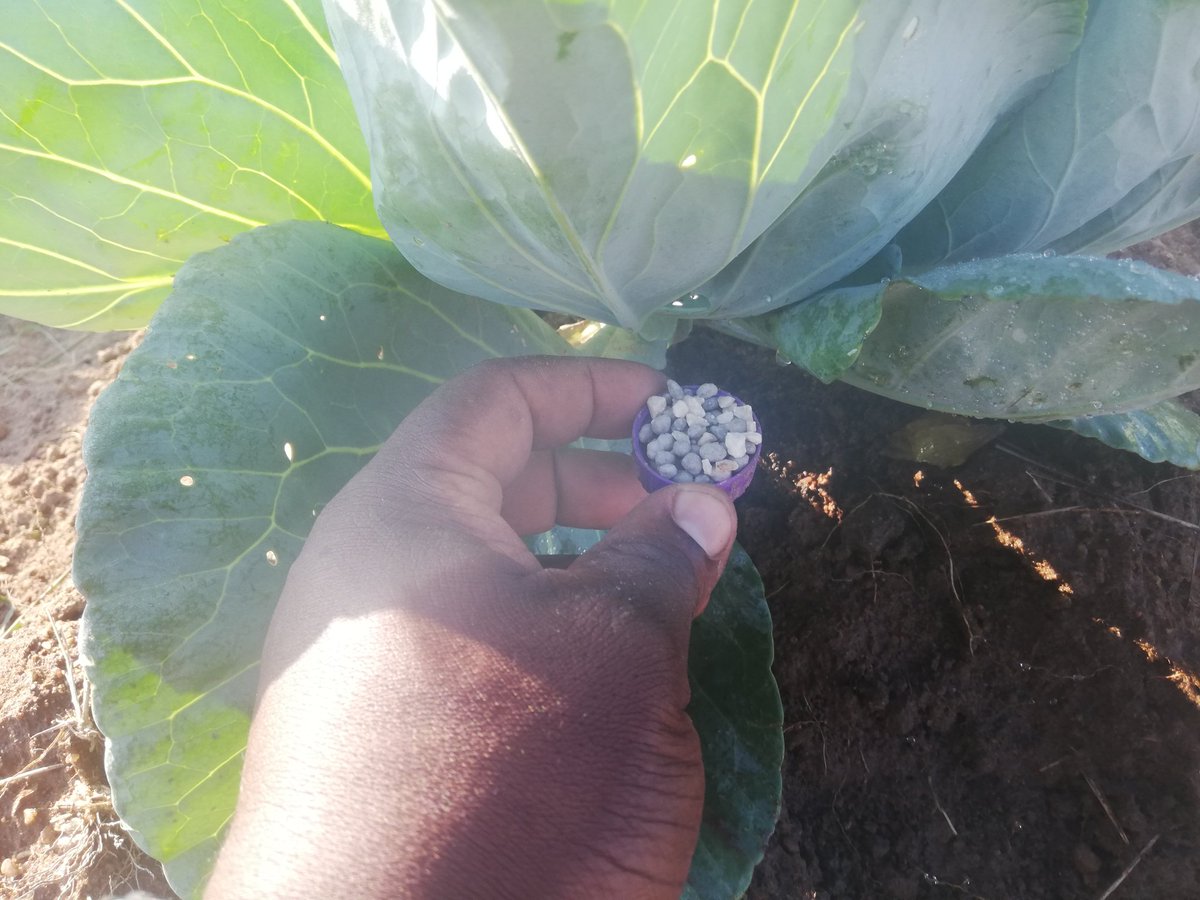 BenicaTheFarmer's tweet photo. Today we applying 101 Fertilizer to our 48 Days old Optima.
#Nitrogen
#Phosphorus
#Potasuim
Cabbage requires enough Nitrogen to form a big head.
#Farming
#PeopleShallEat
#BenicaFarm
#CabbageGrower
#Bushbuckridge
#Mpumalanga
Let's farm🌱
Let's enjoy what we Love https://t.co/euUHfnzLA2