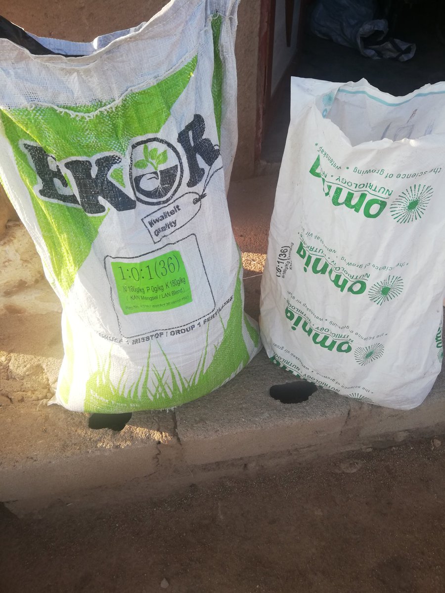 BenicaTheFarmer's tweet photo. Today we applying 101 Fertilizer to our 48 Days old Optima.
#Nitrogen
#Phosphorus
#Potasuim
Cabbage requires enough Nitrogen to form a big head.
#Farming
#PeopleShallEat
#BenicaFarm
#CabbageGrower
#Bushbuckridge
#Mpumalanga
Let's farm🌱
Let's enjoy what we Love https://t.co/euUHfnzLA2