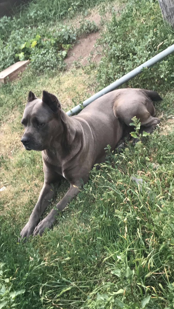 TopShelfBrenden's tweet photo. ⚠️⚠️If anyone has seen my dog in the Whittier area please reach out to me! Her name is Kali. She may look mean but she is a very sweet dog⚠️⚠️ Twitter do your thing!! https://t.co/o0hiMy81Cq