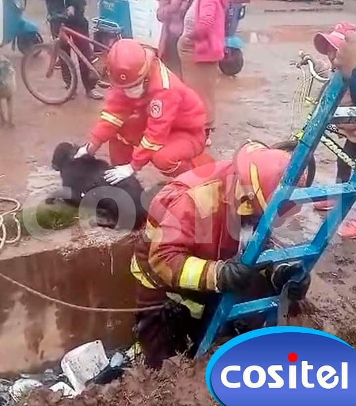 CositelT's tweet photo. #Juliaca AGENTES DE SERENAZGO JULIACA E INTEGRANTES DE LOS BOMBEROS VOLUNTARIOS RESCATARON UN PERRITO QUE SE ENCONTRABA SUMERGIDO EN UNA CANALETA, EN LA ENTRADA DE LA SALIDA A COATA, FORTUNADAMENTE EL ANIMALITO FUE AUXILIADO SIN ALGUNA LESIÓN. https://t.co/j4FmafXbPb