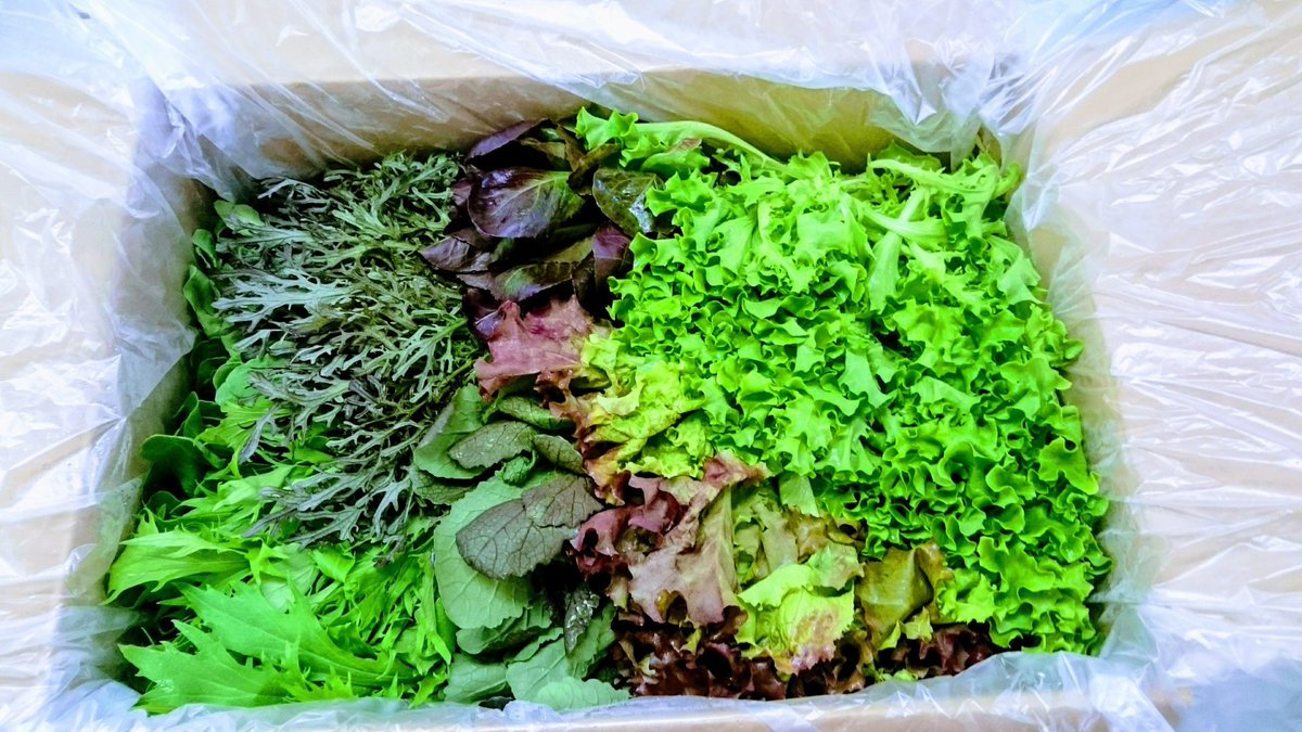 BabyleafNo1's tweet photo. １箱にはたっぷり１kg、栄養価のつまったおいしいベビーリーフをお届けします。
(北海道、沖縄、遠隔地、離島は発送の際に生じる冷蔵障害により発送する事ができませんのでよろしくお願いします。） #ベビーリーフ #野菜販売 #野菜郵送 #サラダ #カフェ #イタリアン #フレンチ #前菜 https://t.co/fYtHwd4F1n