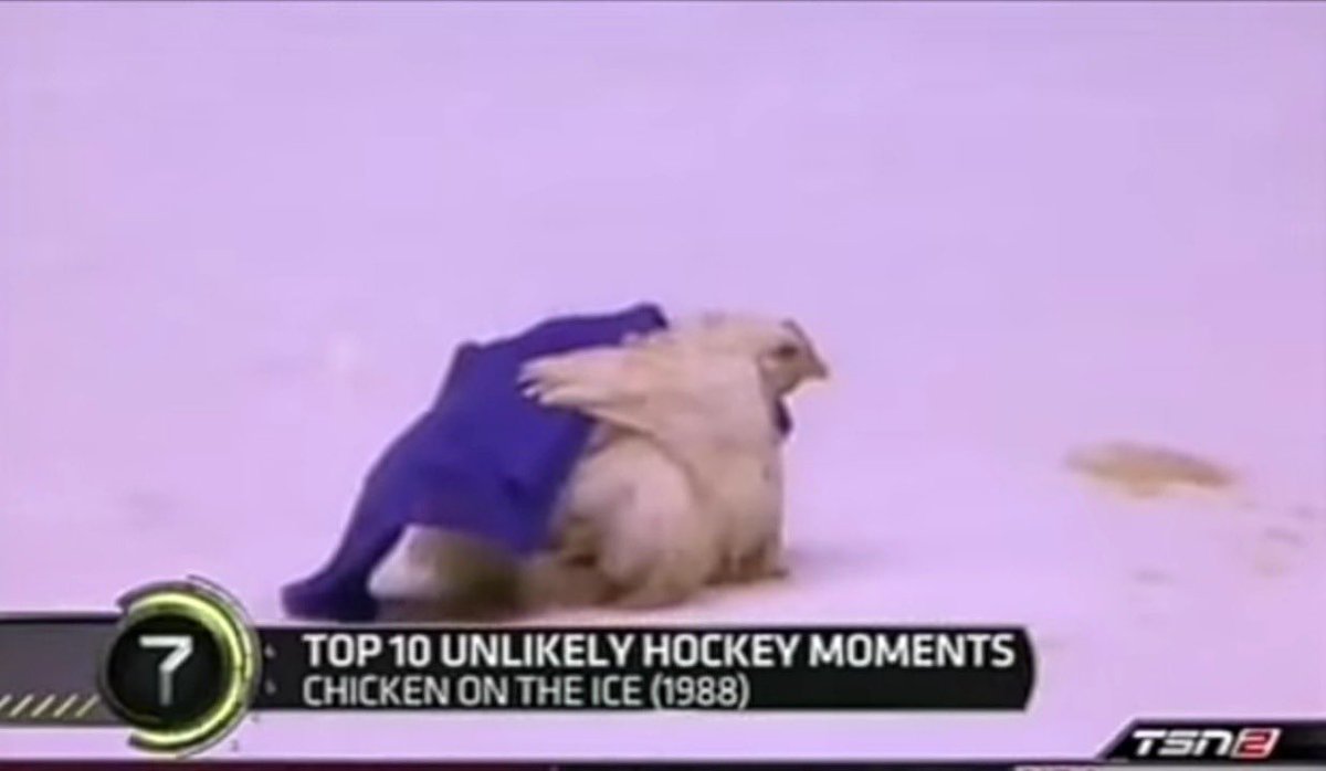 The chicken thrown onto the ice as Camilla the chicken