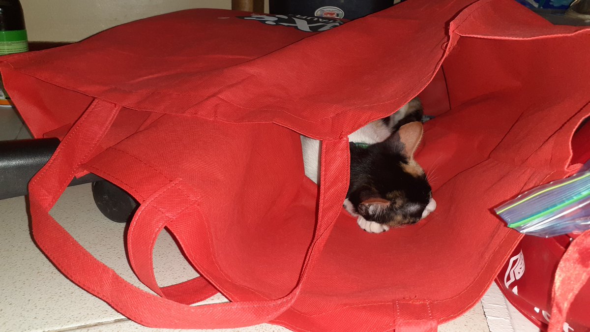 She'll tuck herself quietly anywhere just to be near me. 

Marble is my Yenyen. Sent to me from heaven. 🧡
