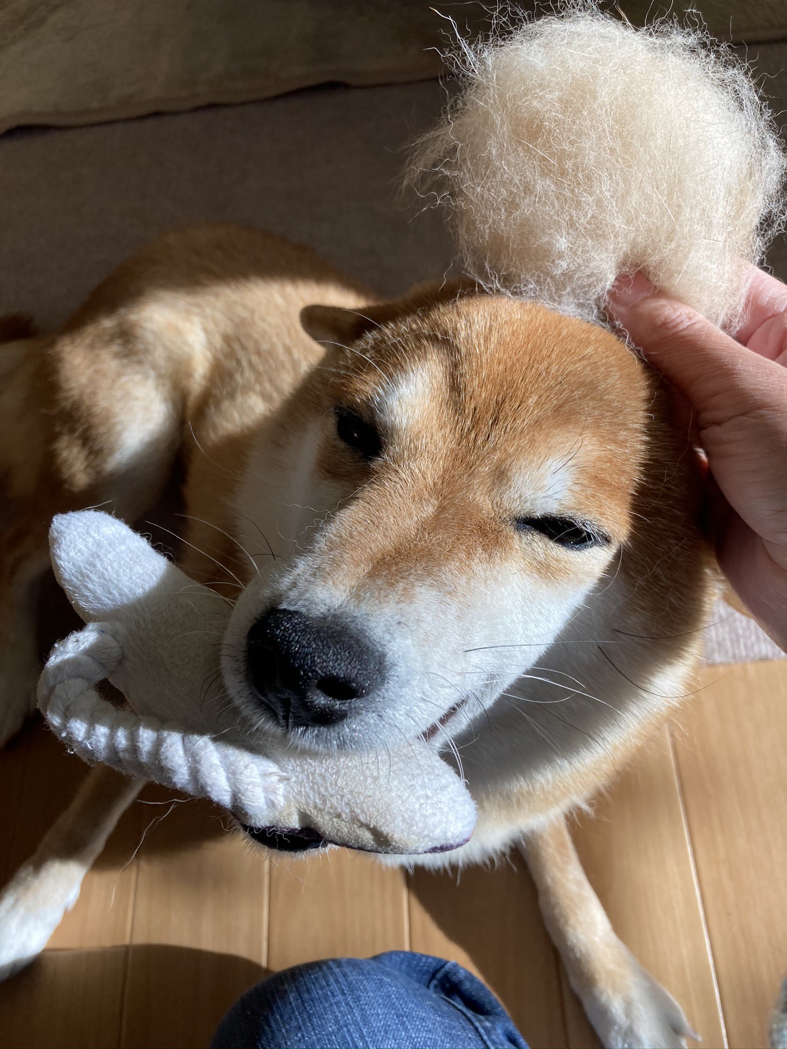 Uzivatel ミニすず Na Twitteru はじめまして すずです おもちゃくわえて飛行機耳して笑うのが得意です 柴犬を崇めよ 柴犬 犬好きさんとつながりたい T Co 6cwxwvjsr8 Twitter