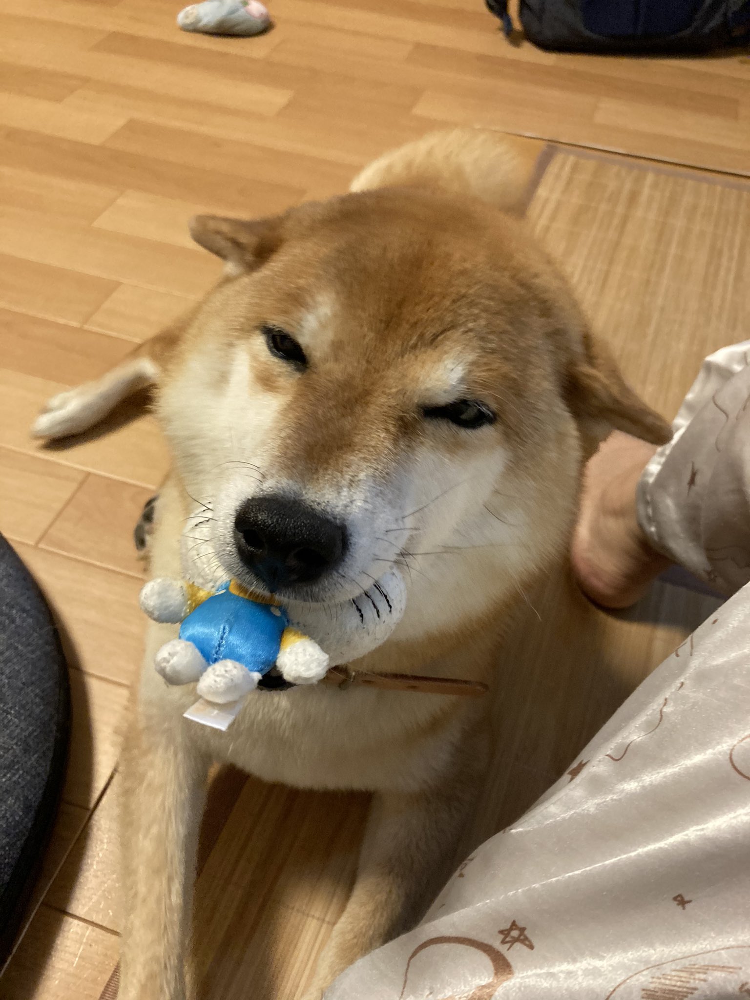 Uzivatel ミニすず Na Twitteru はじめまして すずです おもちゃくわえて飛行機耳して笑うのが得意です 柴犬を崇めよ 柴犬 犬好きさんとつながりたい T Co 6cwxwvjsr8 Twitter