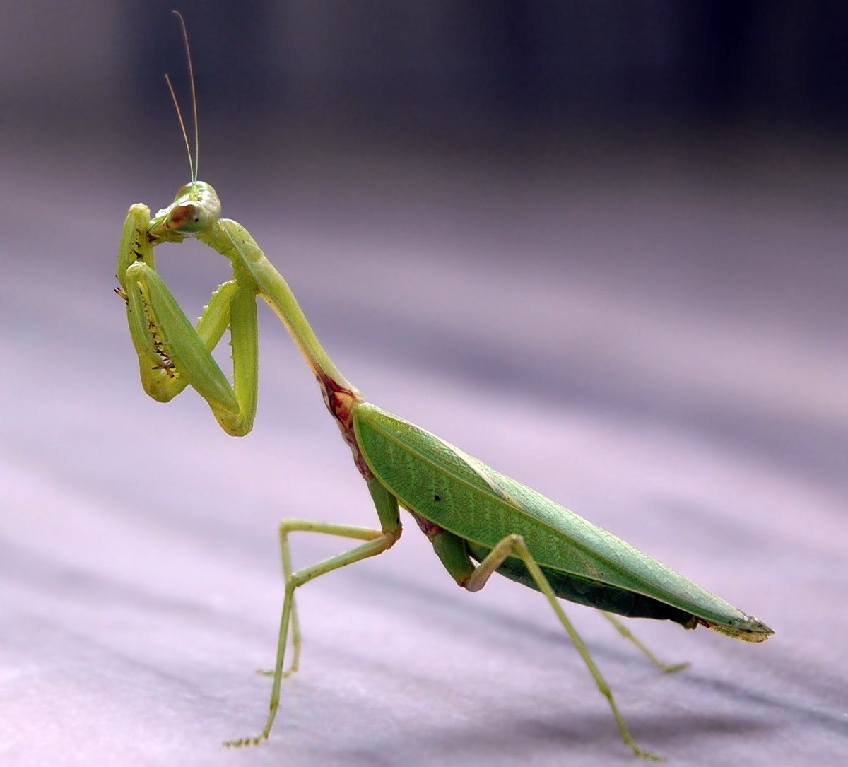 bring me to mantis, what the heck is mantis? again, not this