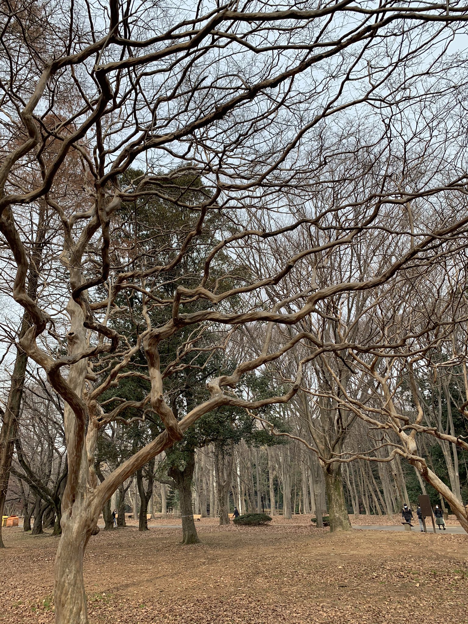 なつ 東京 代々木公園 イーブイの巣というよりポッチャマだらけ ポケモンgo 代々木公園 イーブイ T Co Qs67nq0wyq Twitter