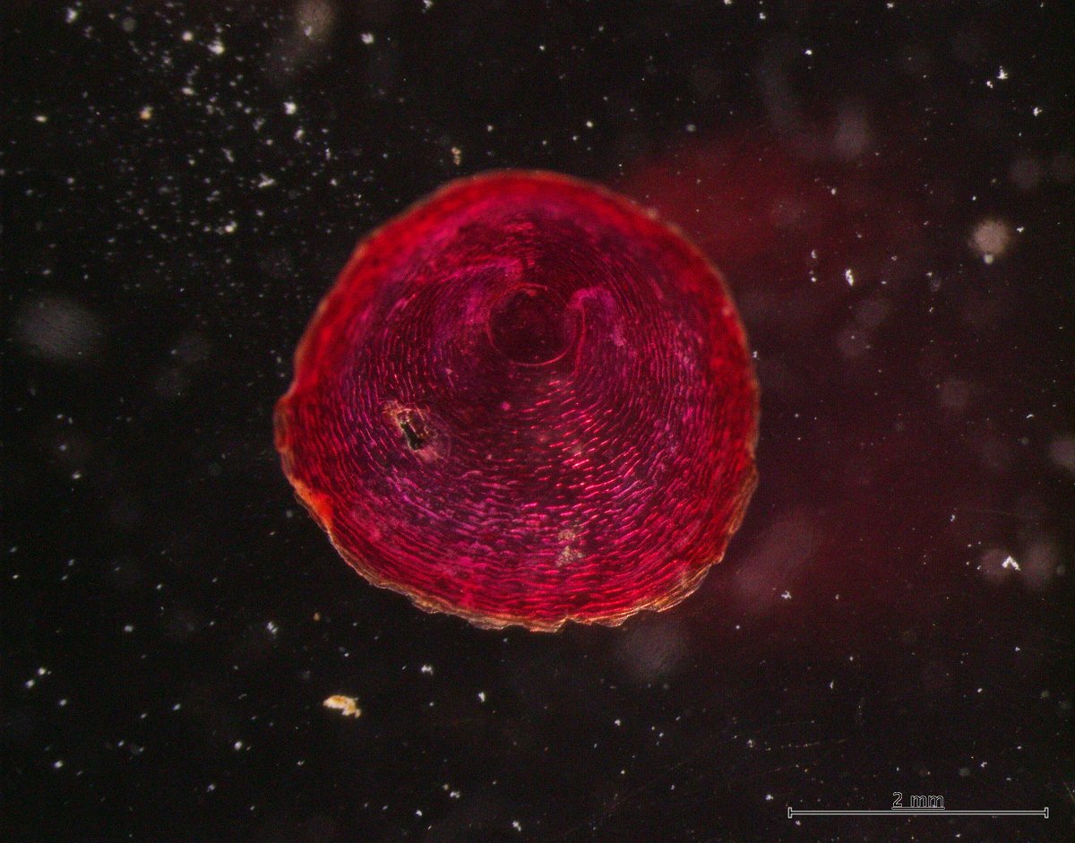 hello, <a href="/adrg1/">Adrian Glover</a> @helena_wiklund <a href="/LupitaBribiesc1/">Guadalupe Bribiesca-Contreras</a> do you know what is this? :D samples from RC01 boxcore (stained)